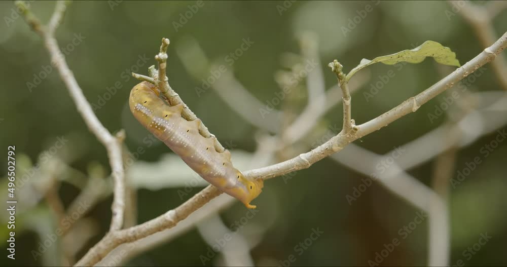Yellow caterpillar of army green hawk moth, Daphnis nerii, turning on gardenia plant twig. Bug and insect life cycle before cocooning. Moth and Butterfly are efficient nature pollinator. Yellow caterpillar of army green hawk moth, Daphnis nerii, turning on gardenia plant twig. Bug and insect life cycle before cocooning. Moth and Butterfly are efficient nature pollinator.