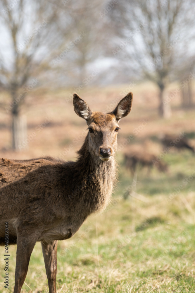 Photo of a female red deer in Richmond Park, UK during spring time. Animal in nature.