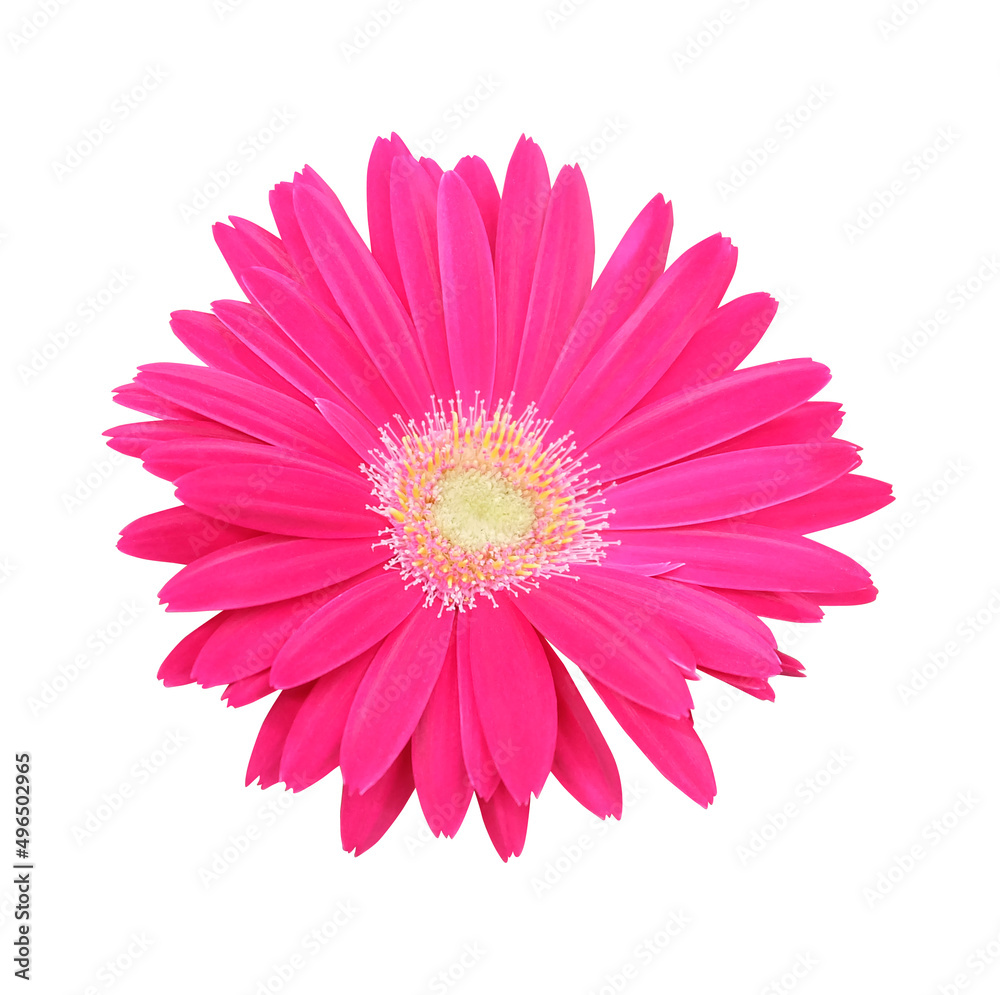 Bright pink gerbera flower isolated on white background, macro shot, selective focus.
