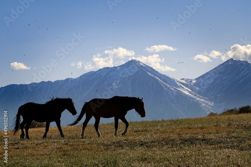 Wild Horses © Tracy