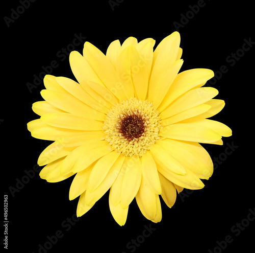 Yellow gerbera flower isolated on black background  macro shot  selective focus.