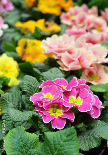 Multicolored primroses in a greenhouse, floral spring background, selective focus, vertical orientation. © Ollga P