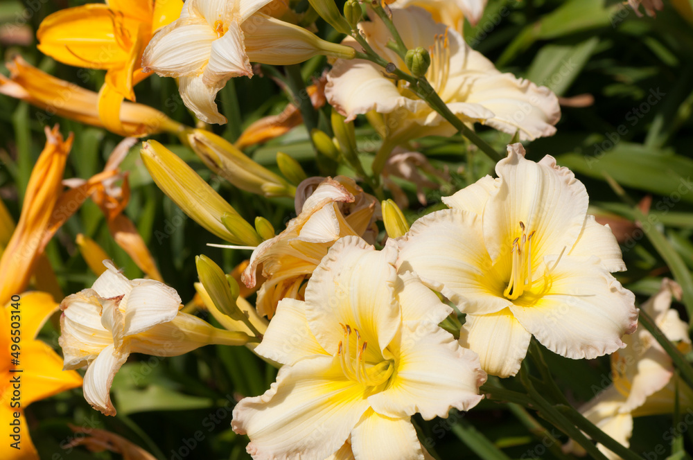 Fototapeta premium day lilies in the sun