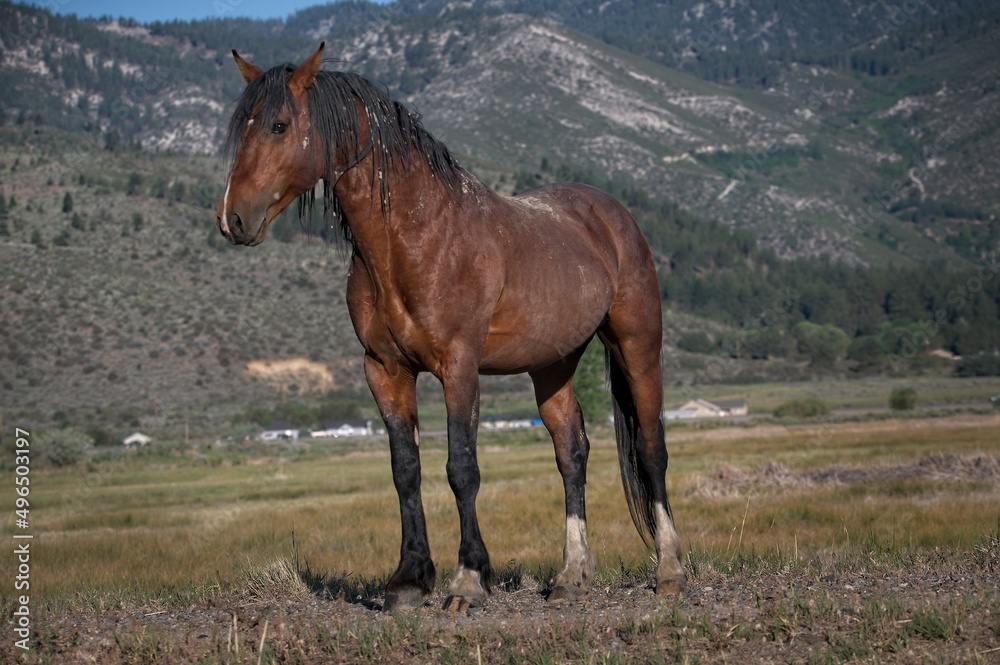 Wild Horses