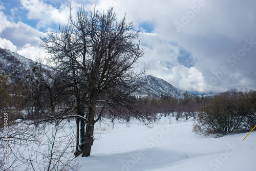 A Winter Snow Scene in the California Mountains looking at a Oak Tree Trunk with Snow
