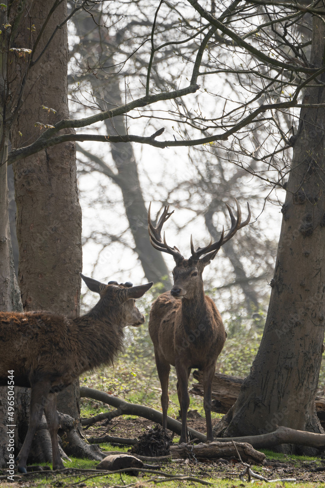 Two male red deers walking in the middle of nature in Richmond Park Two male red deers walking in the middle of nature in Richmond Park