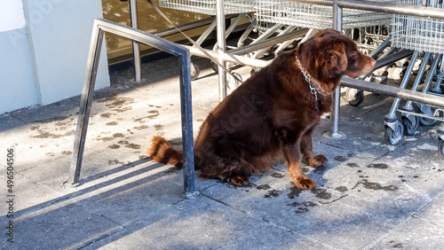 Dog waiting for owner in front of a local shop