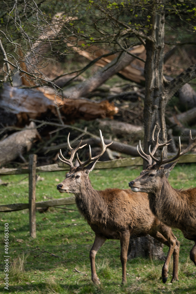 Two male red deers walking in the middle of nature in Richmond Park