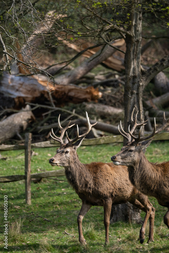 Two male red deers walking in the middle of nature in Richmond Park