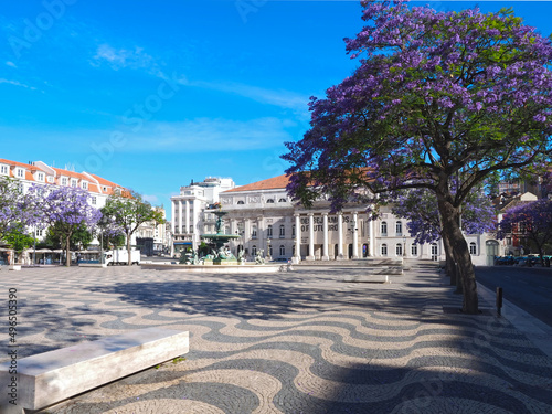 Rossio square in Lisbon in Portugal with purple blooming Jacaranda mimosifolia trees photo