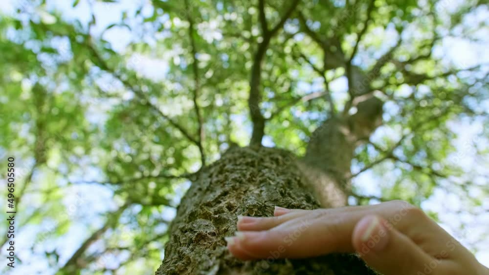 Female hand touching a bark tree trunk in the forest. Save the earth green planet sustainability. Slow motion