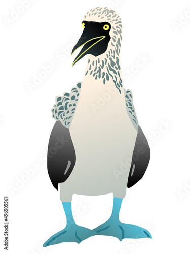 Gannet bird with a blue foot. Flat vector surprised booby solan illustration figure