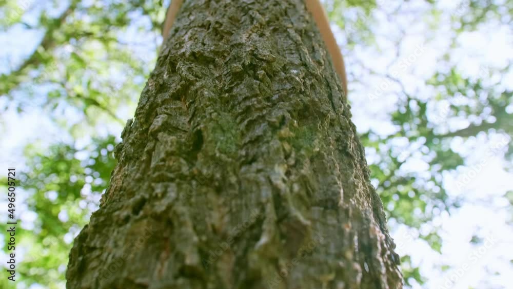 Female hand hugging and touching a bark tree trunk in the forest caring about nature and the environment. Save the earth green planet sustainability. Slow motion Female hand hugging and touching a bark tree trunk in the forest caring about nature and the environment. Save the earth green planet sustainability. Slow motion