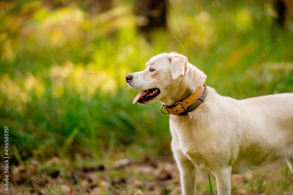 White dog in a magical forest. adventure dog. hiking with dogs. quality time. healthy lifestyle. White dog in a magical forest. adventure dog. hiking with dogs. quality time. healthy lifestyle.