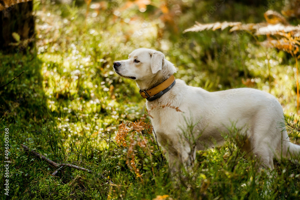 White dog in a magical forest. adventure dog. hiking with dogs. quality time. healthy lifestyle.