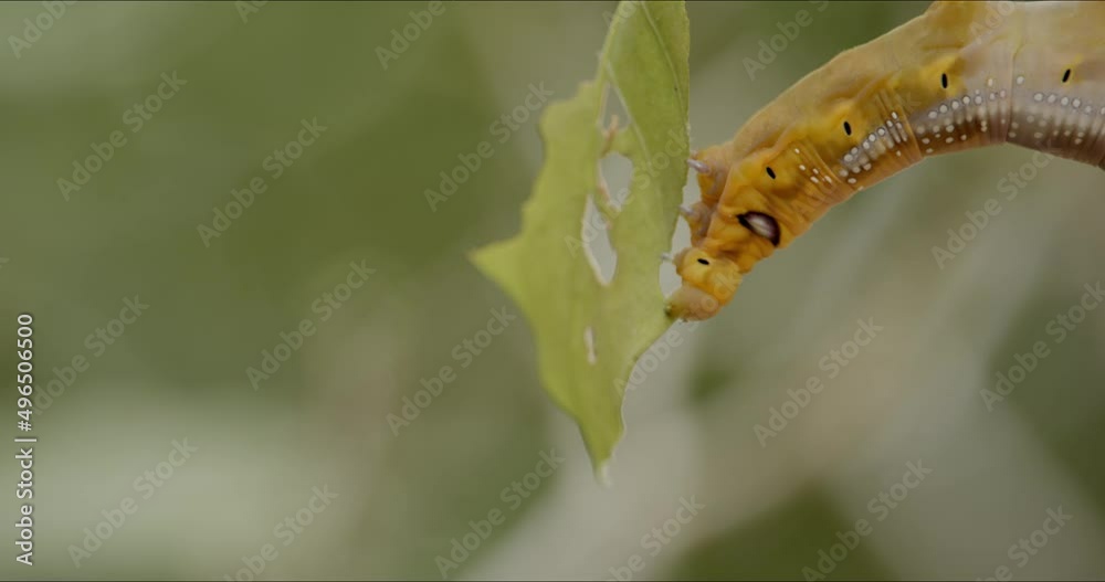Caterpillar of army green hawk moth, Daphnis nerii, feeding, eating leaves of gardenia plant, as it prepares to cocoon. Plant attacked by worm, houseplant pest control concept.