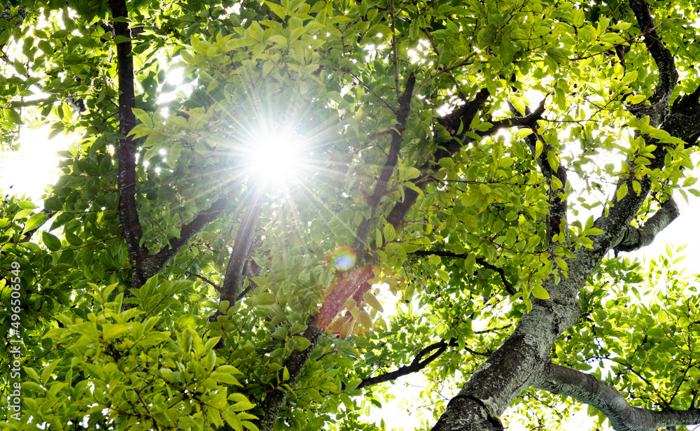 Fototapeta premium Background of sunlight through green leaves