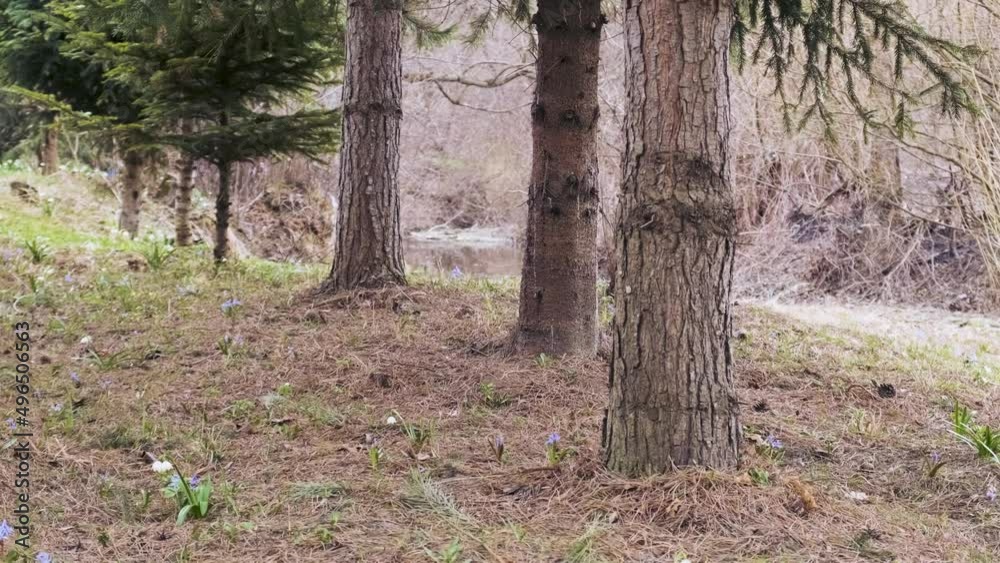 Pine and fir trees on the riverbank. Early spring coniferous forest with flowers on the ground. Snowflake and squill flowers in the forest Pine and fir trees on the riverbank. Early spring coniferous forest with flowers on the ground. Snowflake and squill flowers in the forest