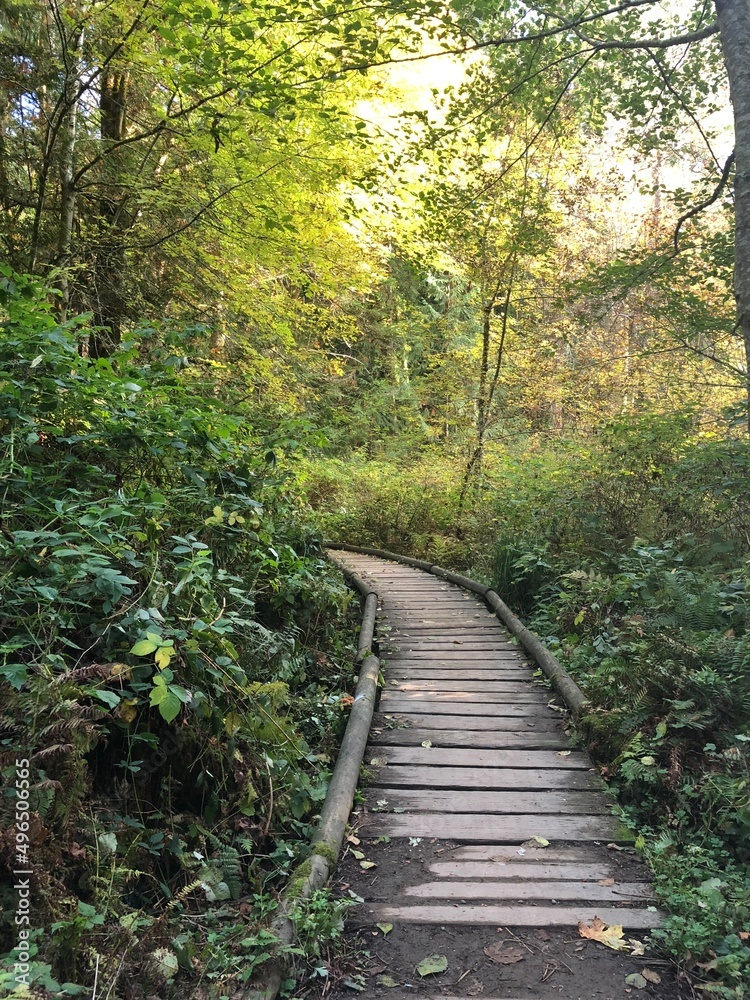 Forest Paths Forest Paths