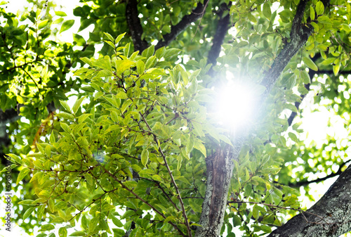Background of sunlight through green leaves