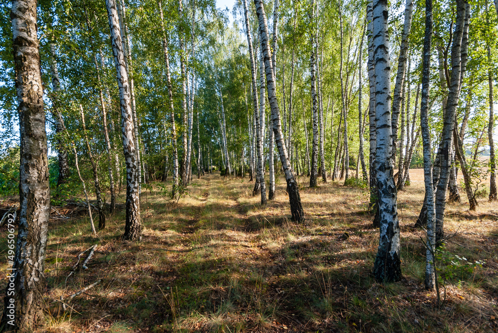 Pełnia lata w Dolinie Narwi, Podlasie, Polska