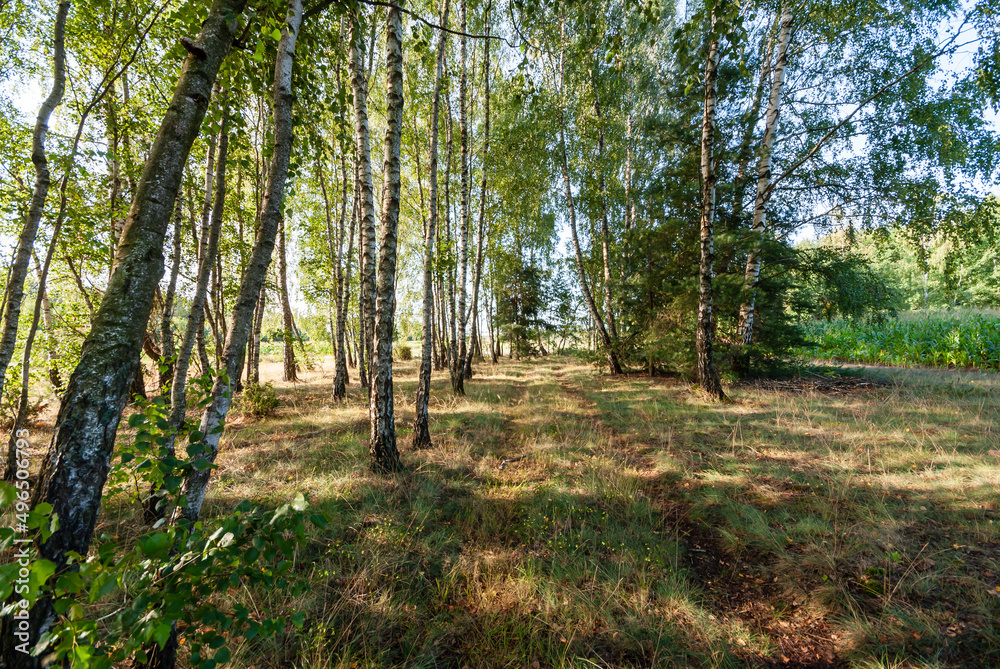 Pełnia lata w Dolinie Narwi, Podlasie, Polska Pełnia lata w Dolinie Narwi, Podlasie, Polska