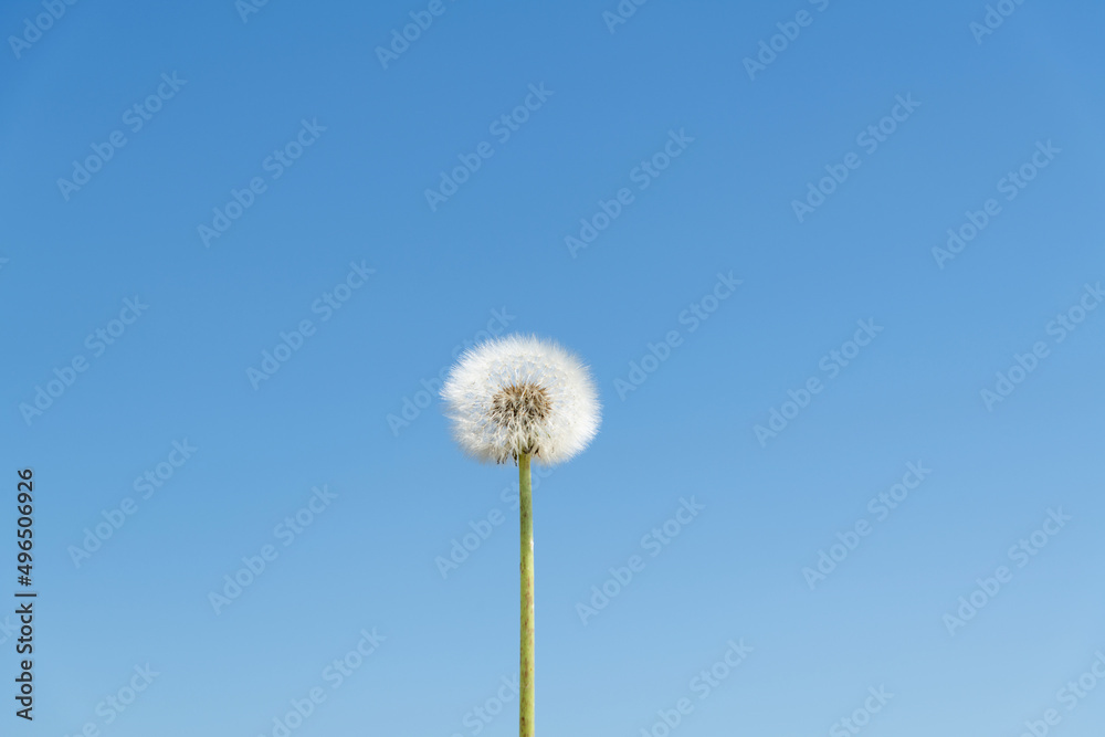 Fototapeta premium Dandelion under the blue sky