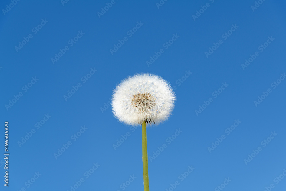 Dandelion under the blue sky