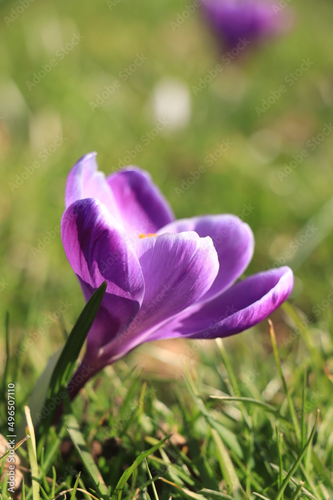 Purple crocus in sunlight Purple crocus in sunlight