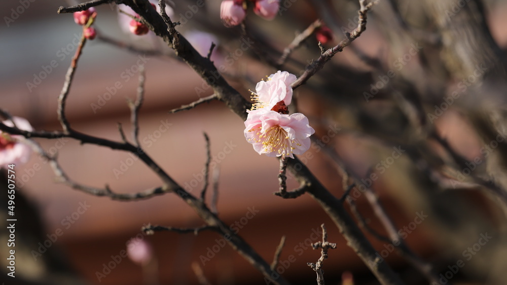 Blossom Blossom