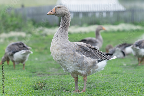 Gray beautiful geese in a pasture in the countryside walk on the green grass. Livestock farm birds. Animal breeding.