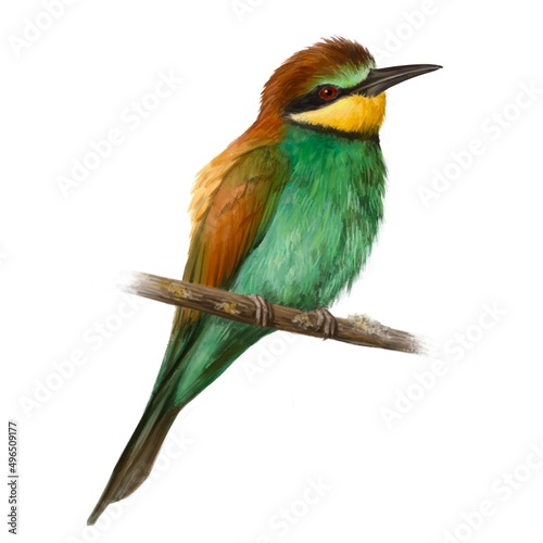   Watercolor illustration of a Golden Bee-Eater. Idea for postcards, stickers, calendars, books. © Mitart