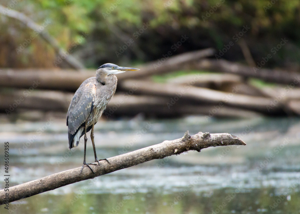 Fototapeta premium Blue Heron on a log