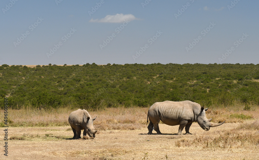 Nashörner in Kenia Nashörner in Kenia