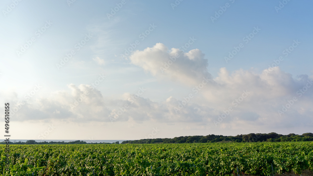 Fototapeta premium Vineyard in eastern coast of Corsica island. Costa Verde plain 