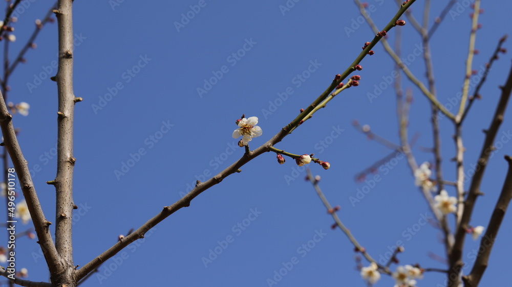 Blossom Blossom