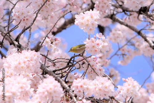 桜と鳥