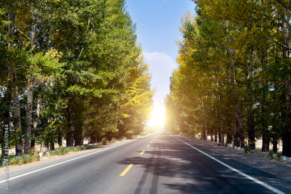 Straight road in summer and early autumn forest at sunset in China