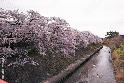 桜