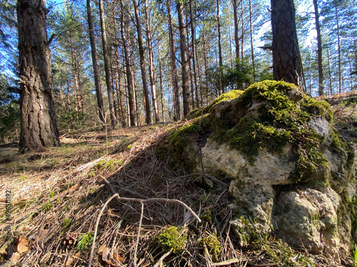 Landscape seasonal sunny scenery. Beautiful countryside view. Forest pathway.