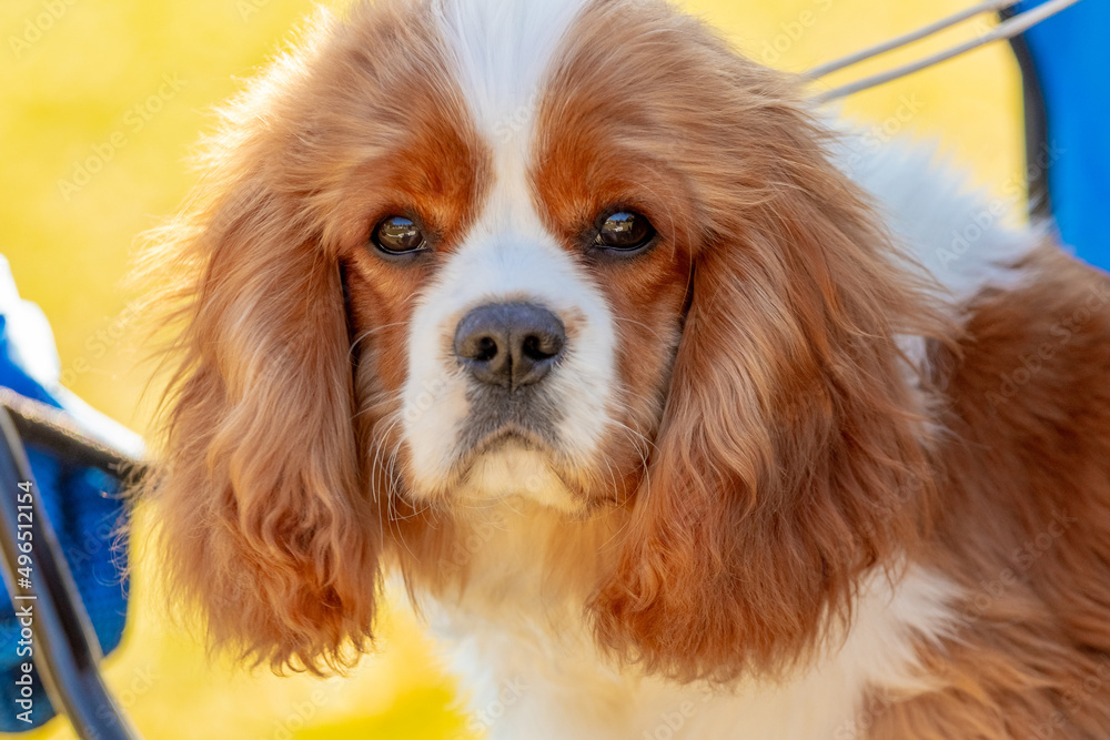 Close-up of a Cavalier King Charles Spaniel dog looking intently at the camera Close-up of a Cavalier King Charles Spaniel dog looking intently at the camera