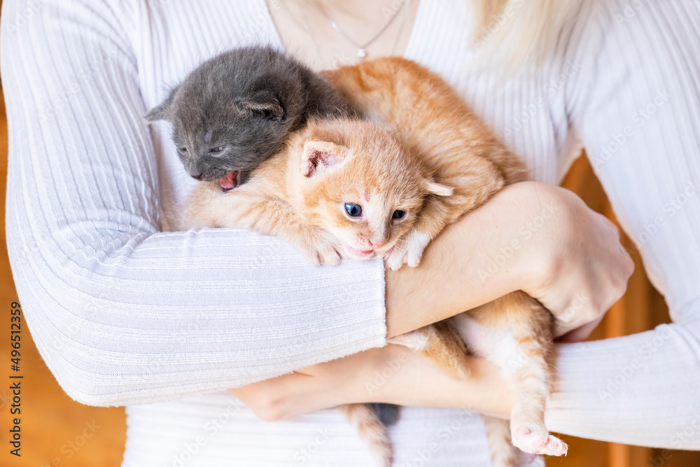 The girl holds small kittens in her hands