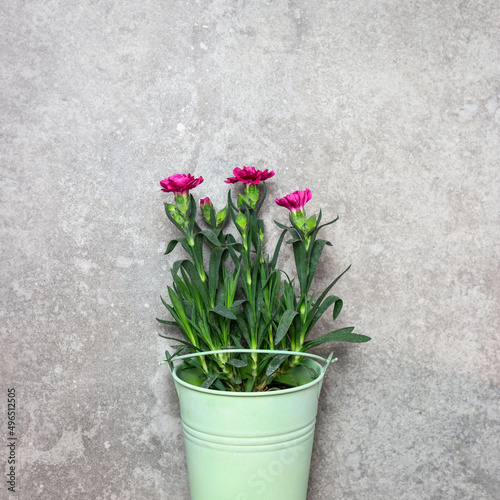 Fototapeta Naklejka Na Ścianę i Meble -  Spring flowers in a green metal bucket on a stone background