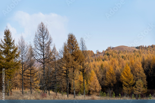 Poplar trees in autumnal colors