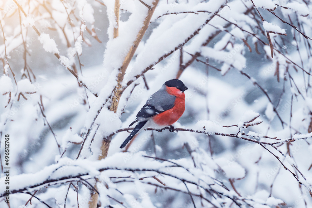 Bullfinch on the tree branch at winter day. Bullfinch on the tree branch at winter day.