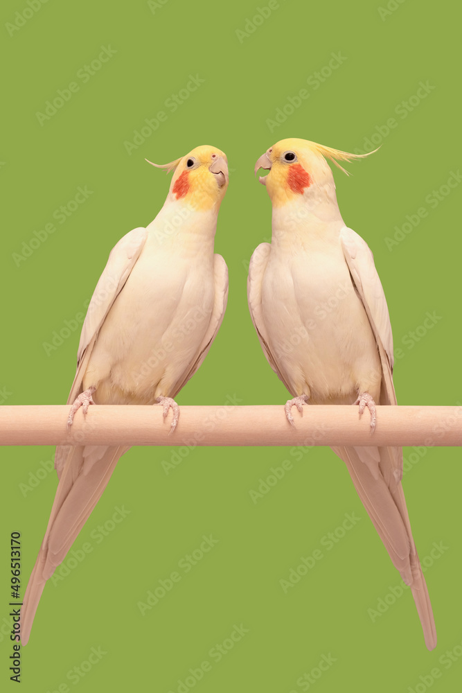 Two white corella parrots with red cheeks and a yellow head sit together on a perch, the male sings songs to the female, she listens attentively, mating games isolated on a green background