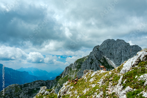 Steinbocks in the Julian alps photo