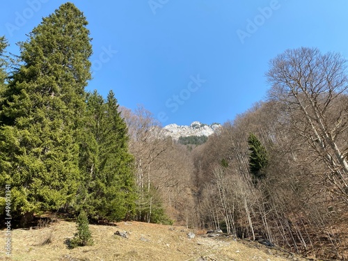 Mixed subalpine forests and a variety of trees in early spring on the slopes of the alpine mountains around the Klöntal mountain valley (Kloental or Klon valley) - Canton of Glarus, Switzerland