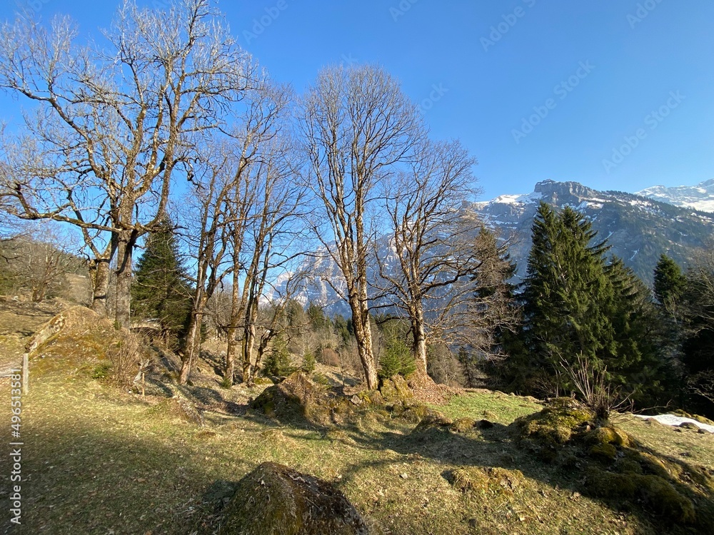 Mixed subalpine forests and a variety of trees in early spring on the slopes of the alpine mountains around the Klöntal mountain valley (Kloental or Klon valley) - Canton of Glarus, Switzerland Mixed subalpine forests and a variety of trees in early spring on the slopes of the alpine mountains around the Klöntal mountain valley (Kloental or Klon valley) - Canton of Glarus, Switzerland