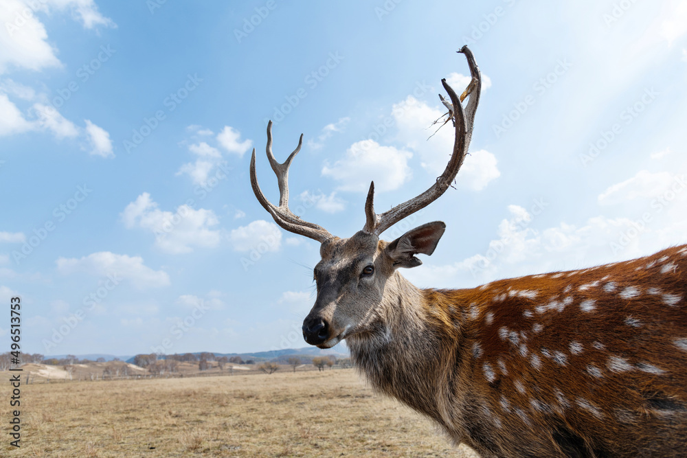 Sika deer on the grassland in autumn